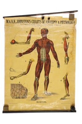 Lot 103 - Collection of Didactic Anatomy & Physiology Posters