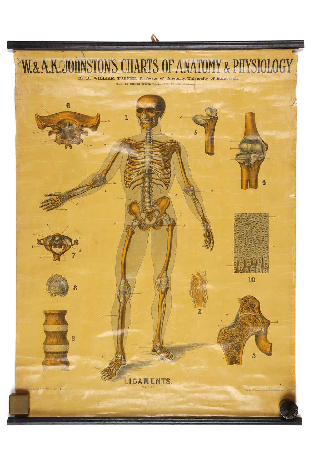 Lot 103 - Collection of Didactic Anatomy & Physiology Posters