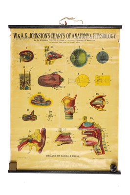 Lot 103 - Collection of Didactic Anatomy & Physiology Posters