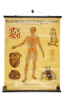 Lot 103 - Collection of Didactic Anatomy & Physiology Posters