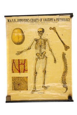 Lot 103 - Collection of Didactic Anatomy & Physiology Posters