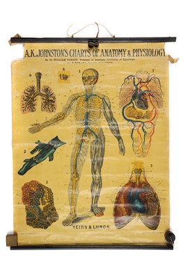 Lot 103 - Collection of Didactic Anatomy & Physiology Posters