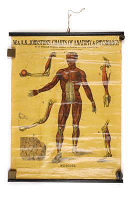 Lot 103 - Collection of Didactic Anatomy & Physiology Posters