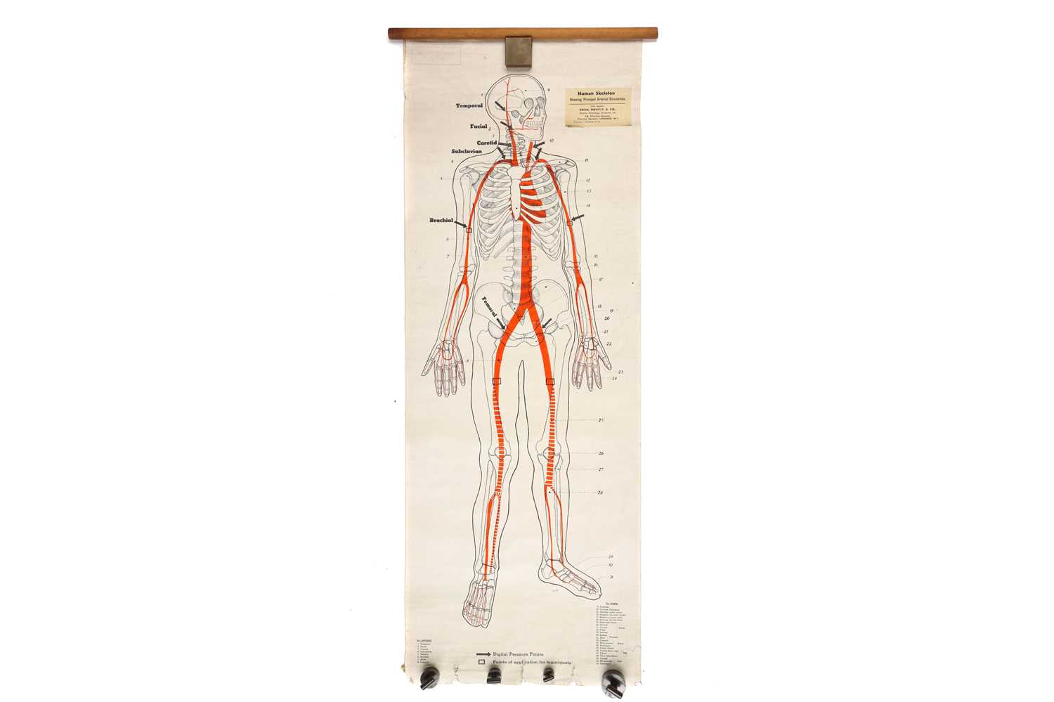 Lot 107 - Large Poster Showing Human Skeleton