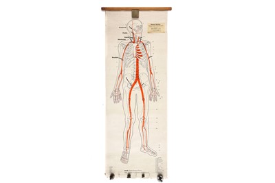 Lot 107 - Large Poster Showing Human Skeleton