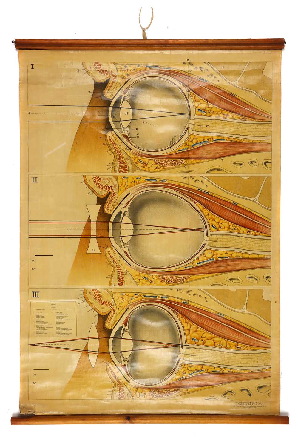 Lot 108 - Didactic Poster of Human Eye