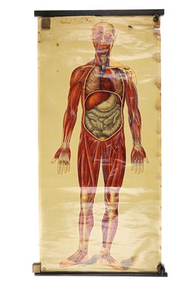 Lot 109 - Large Didactic Posters of Human Anatomy