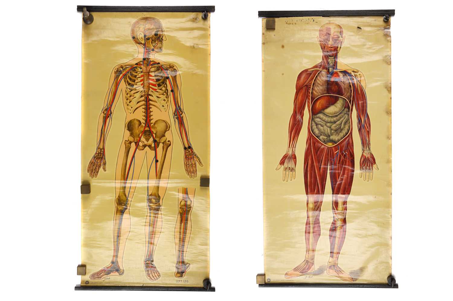 Lot 109 - Large Didactic Posters of Human Anatomy