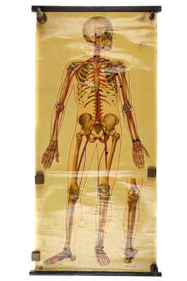 Lot 109 - Large Didactic Posters of Human Anatomy