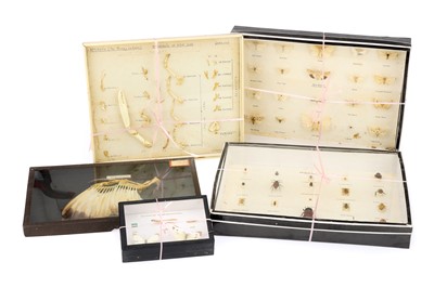 Lot 734 - A Collection of Didactic Specimens