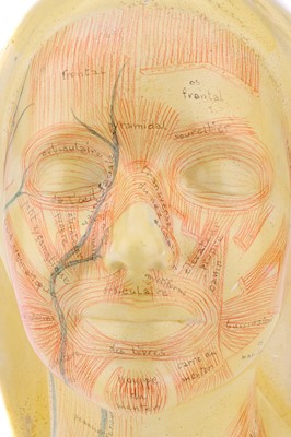 Lot 111 - Didactic Medical Model, Masque d' Etude by  Simonne Laubé