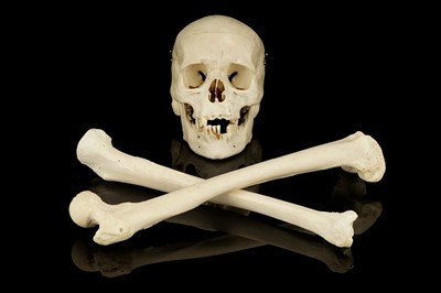 Lot 115 - A Human Half Skeleton