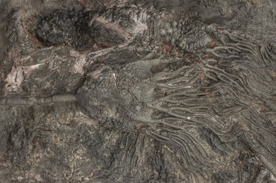 Lot 295 - A Large Crinoid Fossil