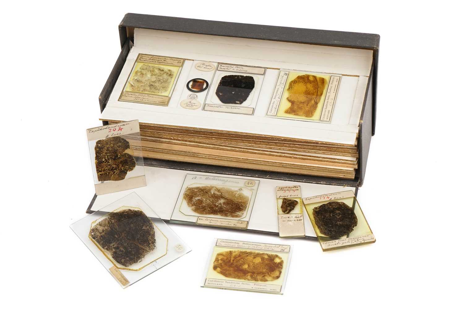 Lot 15 - A Large Collection of Coal Fossil Microscope Slides