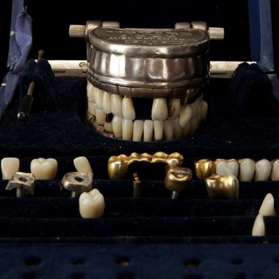 Lot 113 - A Dental Teaching Model by Wakabe
