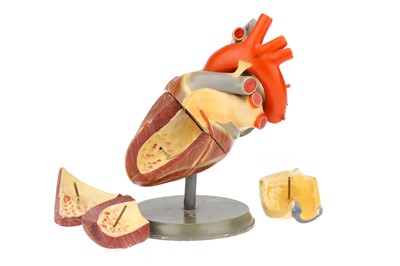 Lot 727 - Medical, A Model of the Human Heart