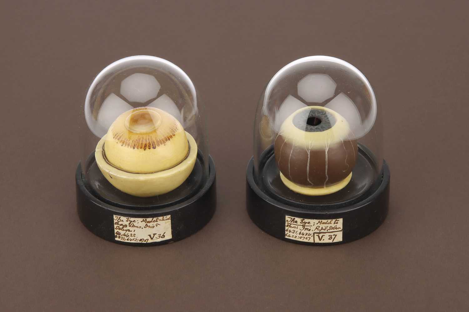 Lot 219 - Wax Models of the Human Eye