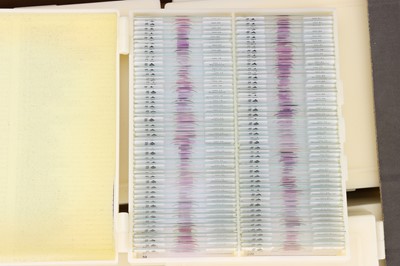 Lot 183 - Large Collection of Microscope Slides