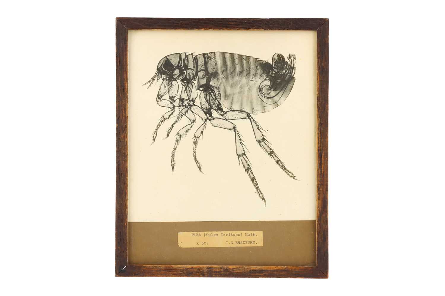 Lot 437 - An Early Micro-Photograph of a Flea