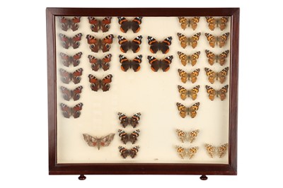 Lot 138 - A fine Victorian Mahogany British, Irish & Scottish Lepidoptery Collection & Cabinet