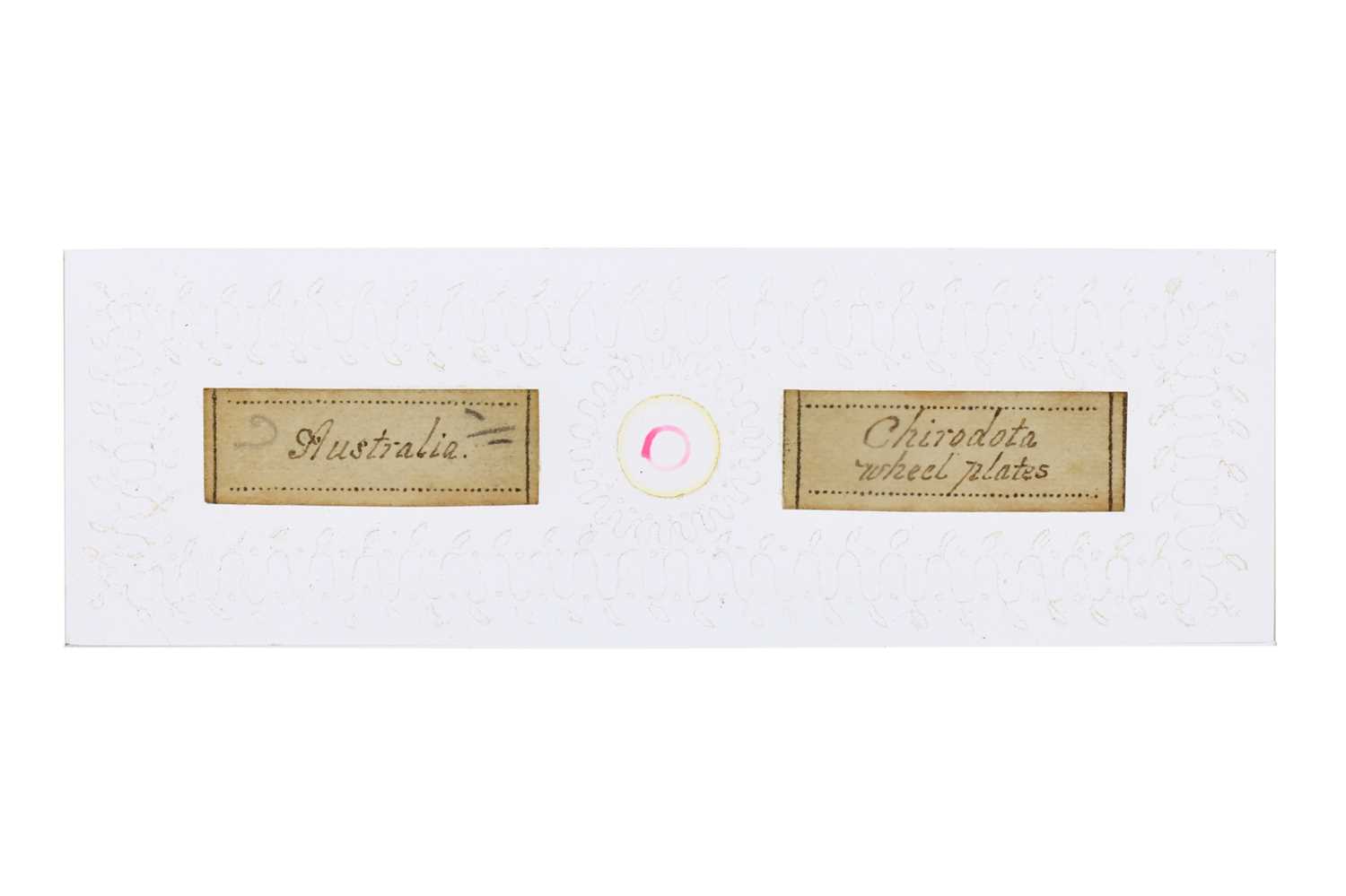 Lot 25 - A Microscope Slide By Frederick Marshall,