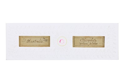 Lot 25 - A Microscope Slide By Frederick Marshall