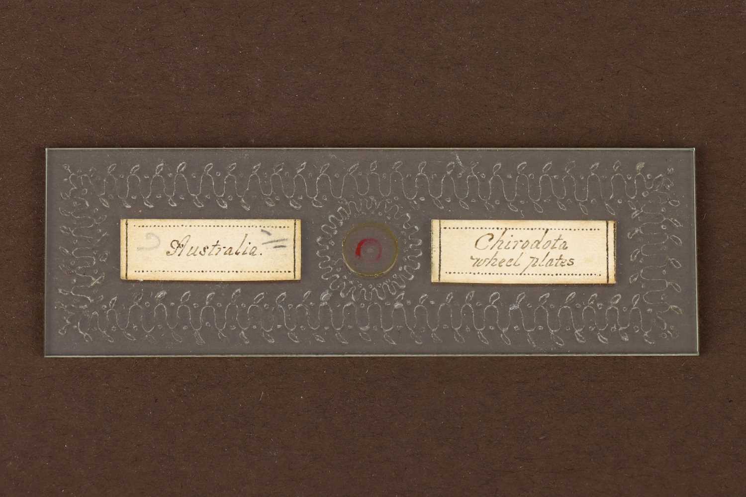 Lot 25 - A Microscope Slide By Frederick Marshall,