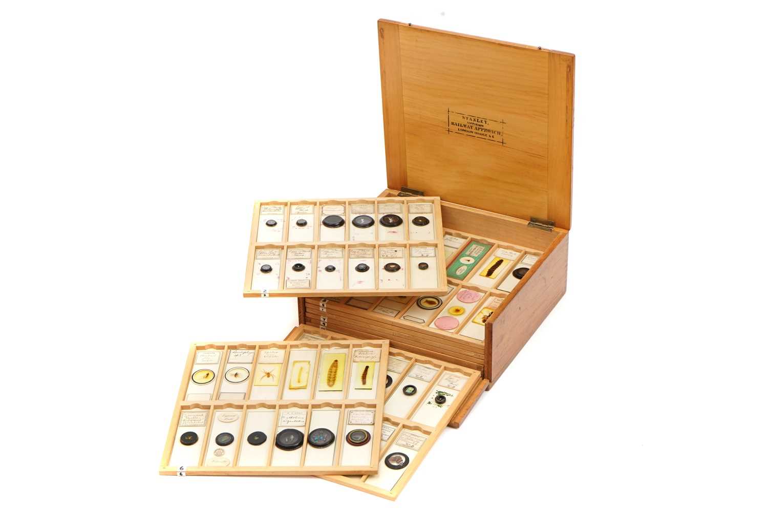Lot 38 - A Fine Entomological Collection of Microscope Slides