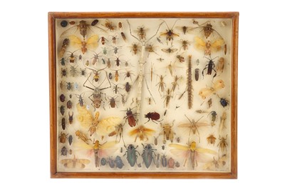 Lot 140 - An Interesting 19th Century Entomological Display