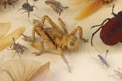 Lot 140 - An Interesting 19th Century Entomological Display