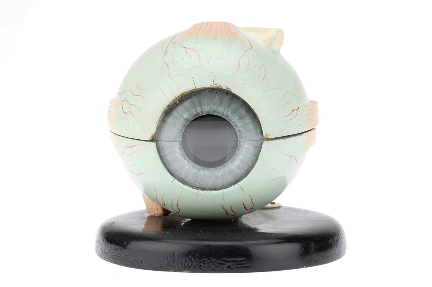 Lot 224 - A Model of the Human Eye