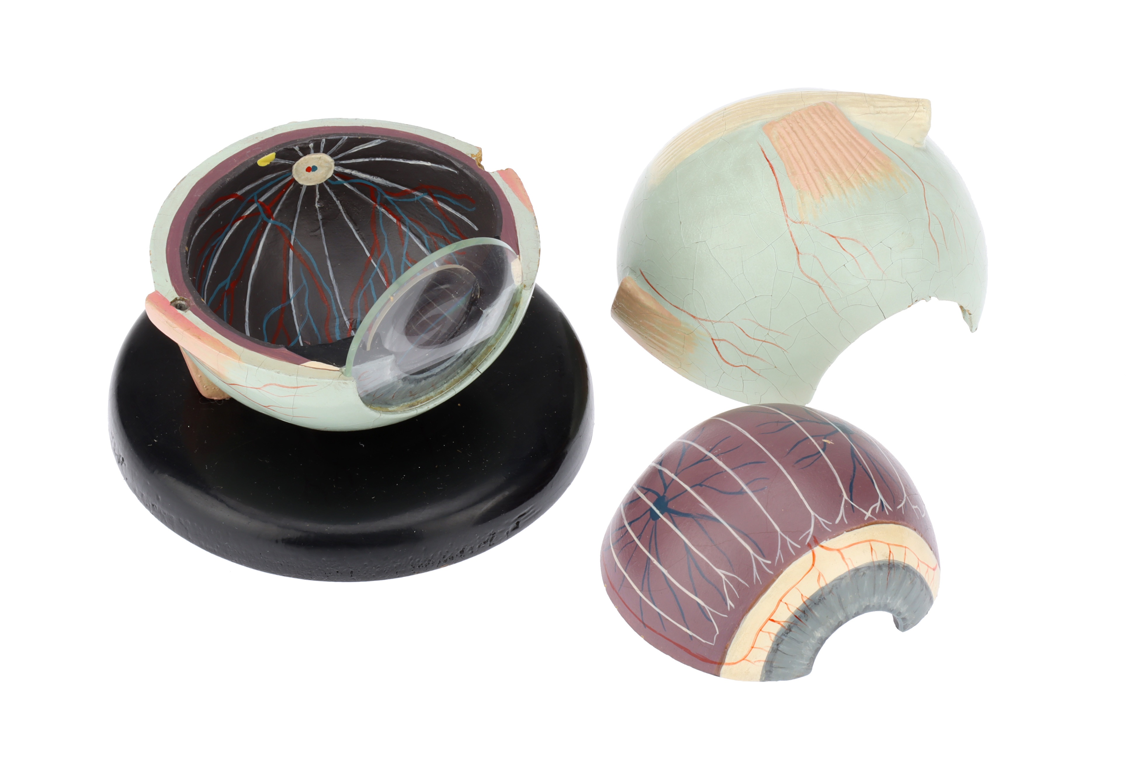 Modell Eyes Lot 224 - A Model of the Human Eye,