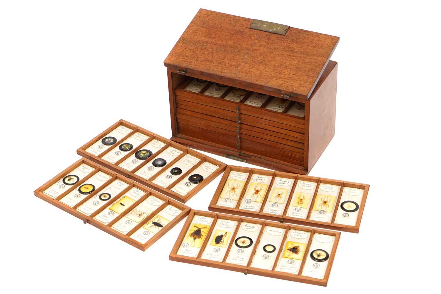Lot 8 - A Very Fine Collection of 84 Insect Microscope Slides by Watson