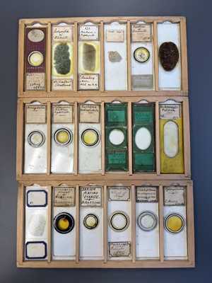 Lot 306 - Large Collection of Microscope Slides