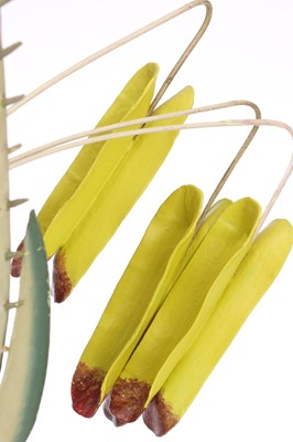 Lot 333 - Collection of 3 Brendel Didactic Botanical Models