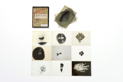 Lot 459 - An Interesting Selection of Quarter Plate Negatives: Microscopy