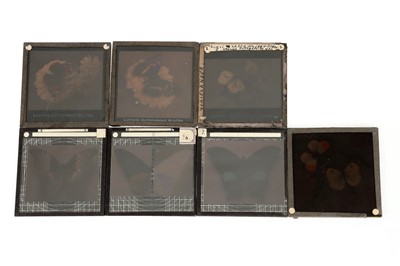 Lot 474 - A Collection of Lumiere Autochrome Magic Lantern Slides