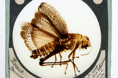 Lot 130 - A Collection of Entomological Magic Lantern Slides