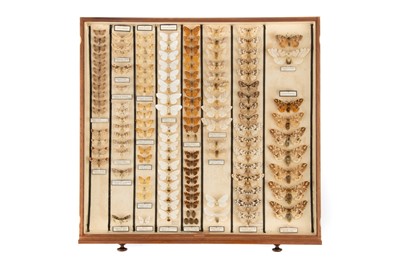 Lot 187 - An Important Butterfly & Moth Collection & Archive of Dr.T. H. C. Taylor