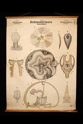 Lot 181 - Collection of 9 German Didactic Scientific Posters