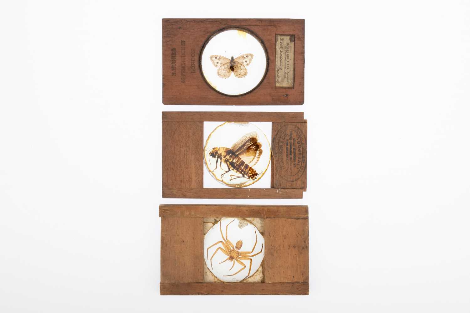 Lot 120 - Collection of Magic Lantern Entomology Slides