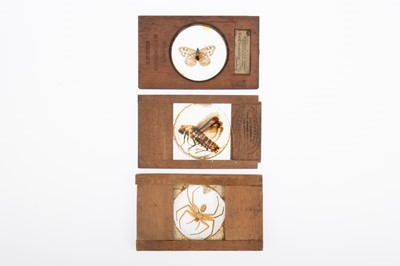 Lot 120 - Collection of Magic Lantern Entomology Slides