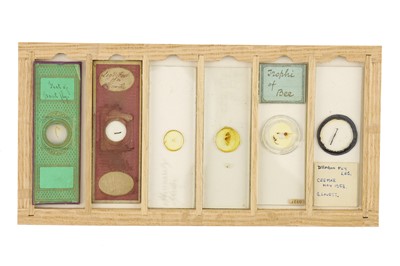 Lot 760 - Collection of Microscope Slides