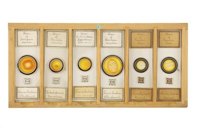 Lot 760 - Collection of Microscope Slides