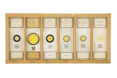 Lot 760 - Collection of Microscope Slides