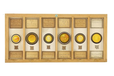 Lot 760 - Collection of Microscope Slides