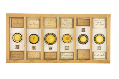 Lot 760 - Collection of Microscope Slides