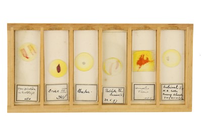 Lot 760 - Collection of Microscope Slides