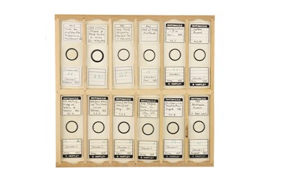 Lot 756 - Large Collection of Diatom Microscope Slides