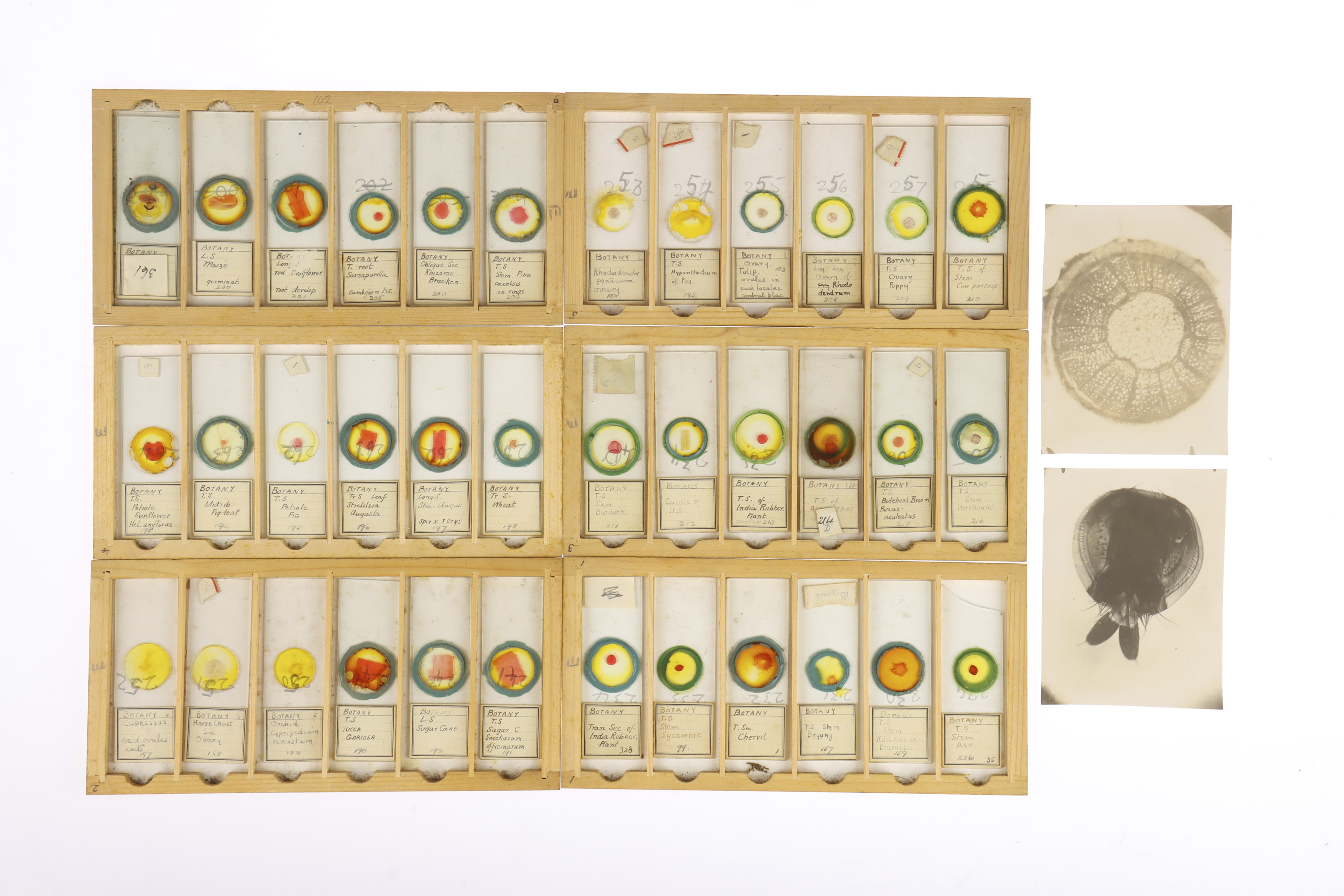Lot 531 - Large Collection of Microscope Slides,